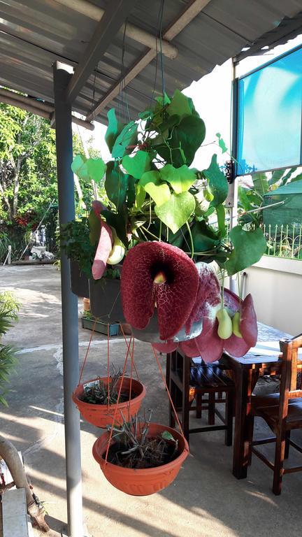Home Baan Chiang Mai Luaran gambar